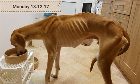 This Dogs Incredible Transformation From Starving To Happily Rehomed