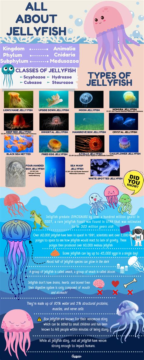15 Different Types Of Jellyfish You Need To Know Chart And Pictures