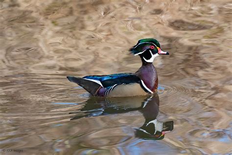Wood Duck On Surreal Water The George C Reifel Migratory Flickr