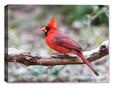 Cardinal On Dogwood Branch Photograph With Images Dogwood