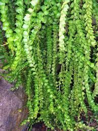 Fresh flower delivery is another outstanding on the web flower specialist in philippines. vines growing in the philippines - Google Search | Hoya ...