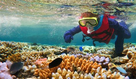 Best Things To Do In The Great Barrier Reef Australia Tripdolist