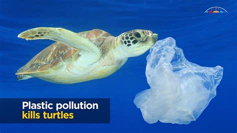 Turtles And Plastic Pollution Youtube