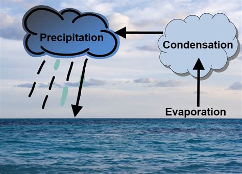 Looking Skyward Forecasting Weather Using Nature Outdoor Herbivore Blog