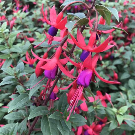 Fuchsia Baby Blue Eyes 55 Pot Little Prince To Go