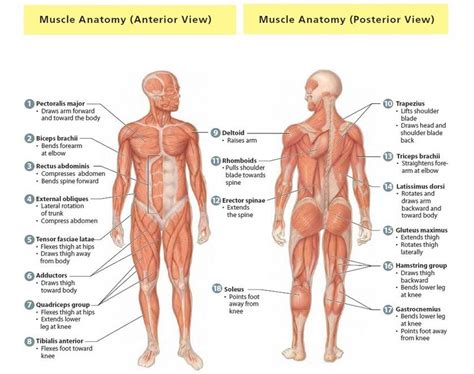 We'll also learn some fun facts. Meet Your Muscles: Muscular System Anatomy • Bodybuilding ...