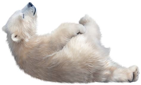 Polar White Bear Png Transparent Image Download Size 550x333px