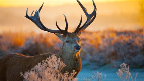 Download Tailed Deer Hd Wallpaper For 4k 3840x2160