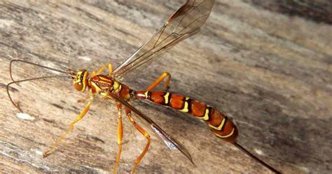 Ichneumon Wasp How To Control Garden Pests With Megarhyssa Macrurus