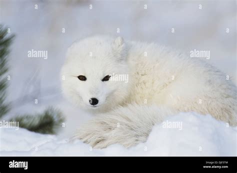 Arctic Fox Alopex Lagopus In The White Winter Phase Yukon Canada