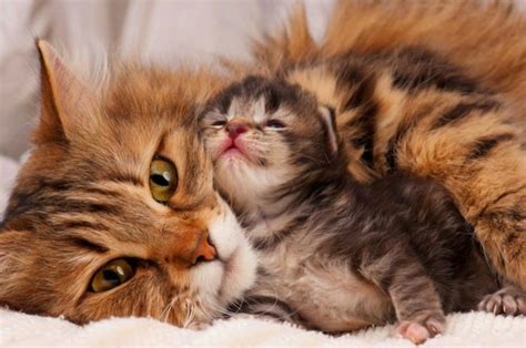 Katzenbaby Mit Seiner Mama Niedliche Haustiere Elternliebe In