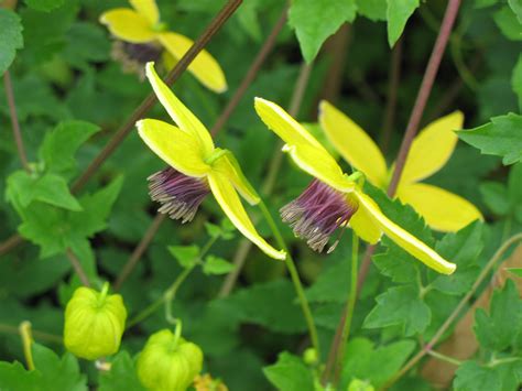 This vine can be cut to the base to rejuvenate. Golden Clematis | Plants4Home