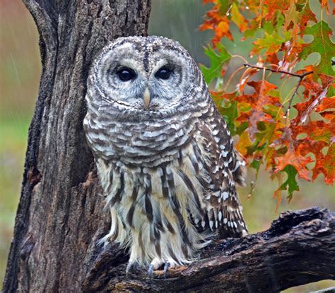 Barred Owl Commonly Called The Hoot Owl It Is Also Know A Flickr