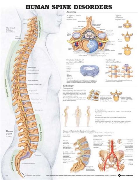 Human torso model labelled 1. Top Spinal Cord Drawing | Perkins Blog