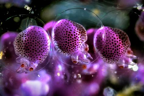 Super Macro Photos Reveal The Magical World Of The Tiniest Creatures