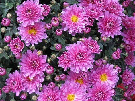 15 Long Blooming Flowers For Your 3 Season Garden Fill Your Garden