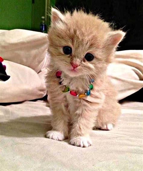 20 hd beautiful and cute cat images pictures wallpapers for whatsapp dp