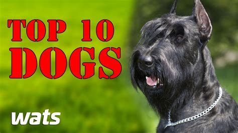 Top 10 Best Guard Dogs Best Of Ten Youtube