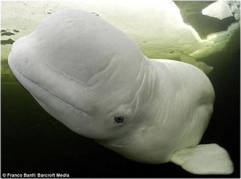 Animal Discoveries Amazing Shot Of Rarely Seen Beluga