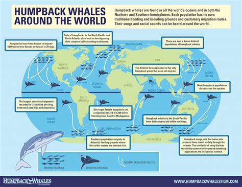 Humpback Whale Migration Map Humpback Whale Size Song Habitat