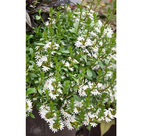 Scaevola Aemula Ventia White Vejárovka Bal 6 Ks 6x K7