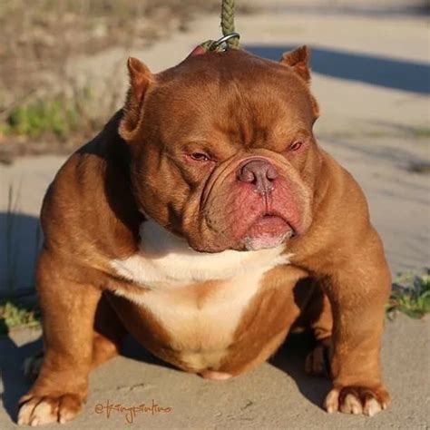 What is an Exotic Bully | Exotic Pocket American bully - Extreme