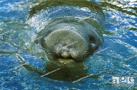 West Indian Manatee Trichechus Manatus Head Above Water Stock Photo