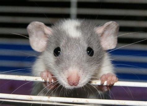 Interestingly, and unfortunately for our dumbo eared friends, fancy rats are illegal to import as pets in australia. baby rats on Tumblr