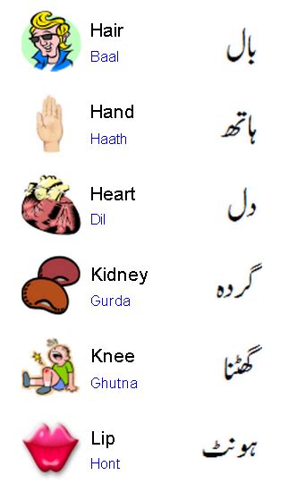 Body parts games for children and esl students. Human Body Parts Name In English To Urdu With Pictures For ...