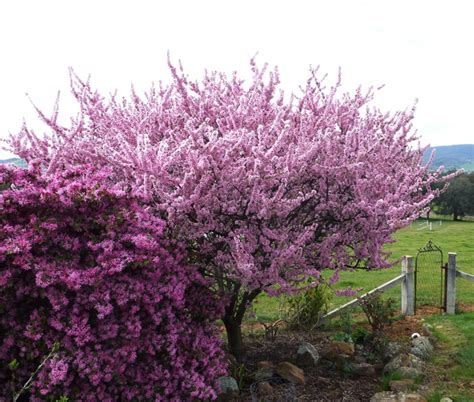 Plum trees produce more fruit as they grow large enough to support the extra weight. Elvins Flowering Plum 3ft - Hello Hello Plants & Garden ...