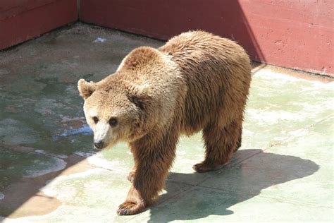 Brown Bear Free Stock Photo Freeimages