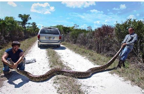 Men Catch Foot Long Pound Python In The Florida Everglades