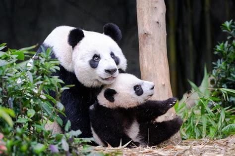 Le Le First Panda Cub Born In Spore Joins Mum At Giant Panda Forest