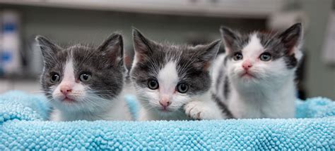 56 Hq Photos Meow Cat Rescue Washington Free Spayneuters Through