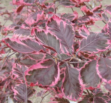 Tricolor European Beech A Very Striking Tree With Attractive Foliage