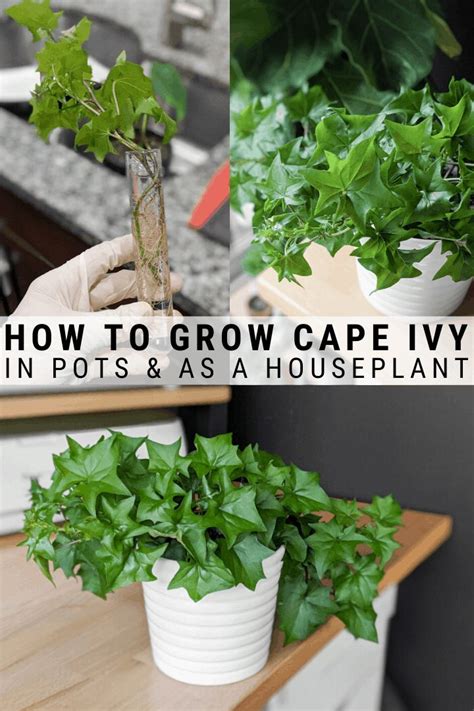 How To Grow Stunning German Ivy In Planters And Pots Ivy Plant Indoor