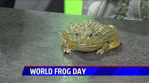 World Frog Day Is On March 20 Fox 59