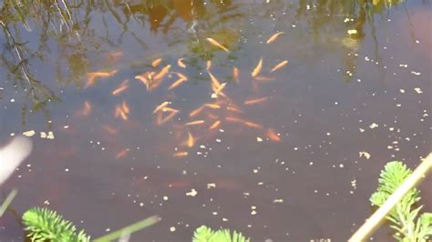 Feeding A School Of Fathead Minnows Aka Rosy Red Minnows In The Pond