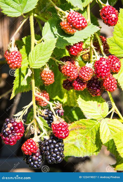 Ripe Unripe And Juicy Blackberries In The Summer Garden Stock Image