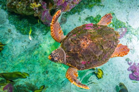 The Loggerhead Sea Turtle Caretta Caretta Stock Photo Image Of Color
