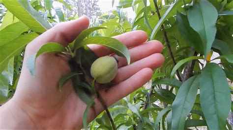 How to fertilize peach trees Peach Trees - Grown From Seed! - YouTube