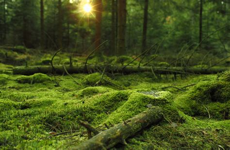 Daily Wallpaper Mossy Forest I Like To Waste My Time