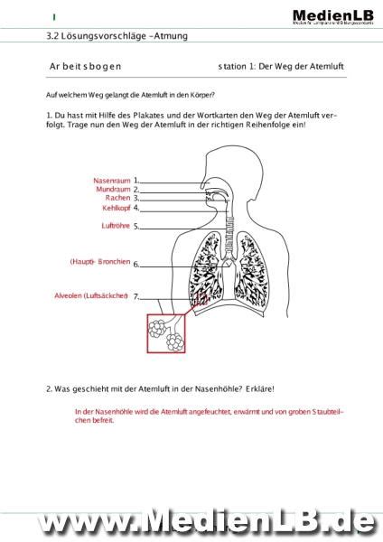 Pdf arbeitsblatt atmungsorgane des menschen,arbeitsblätter atmung klasse 5,arbeitsblatt atmung und blutkreislauf,gasaustausch arbeitsblatt,bau der atmungsorgane arbeitsblatt lösung. Mediathek