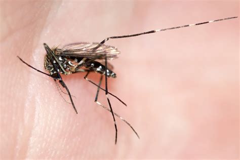 Asiatische Buschmücke Aedes Japonicus Picture Insect