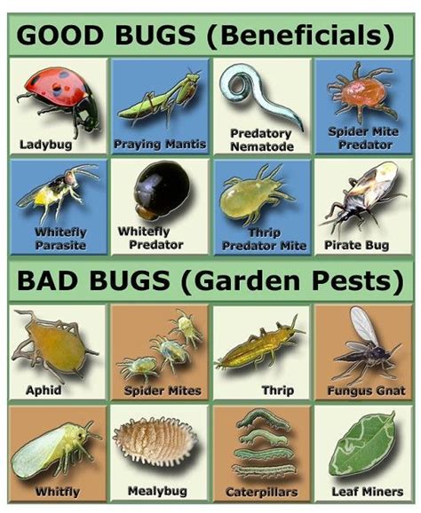 Natural Garden Pest Control You Really Need To Be Careful Introducing