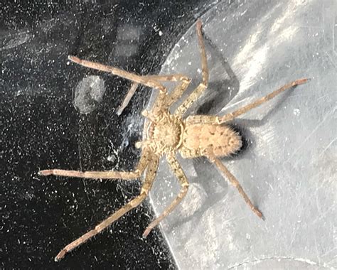 Heteropoda Venatoria Huntsman Spider In Alachua Florida United States