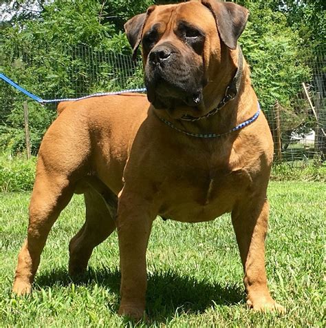 Lancaster puppies has your south african boerboels! Boerboel Info, Temperament, Puppies, Pictures