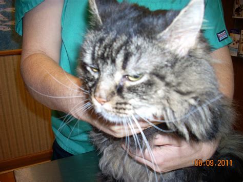 It can take a little longer for the metronidazole to start working so don't throw in the towel yet. Diabetic Cats in Need: Fly free, Sweet Spivey