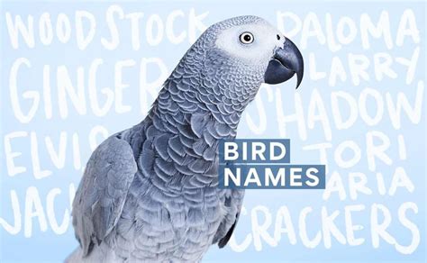 The Best Bird Names For 2022 280 Good Names For Birds Bechewy 2022