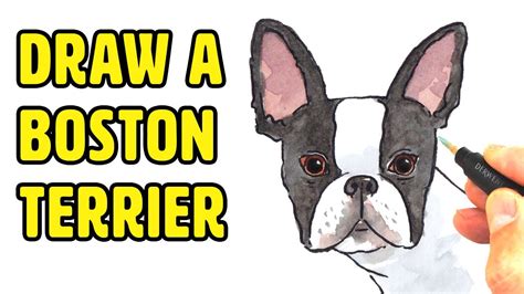 Step by step drawings for kids. How to Draw Cute Dogs - Boston Terrier - Easy Step by Step ...
